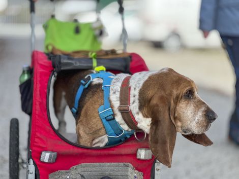 WoidSchnüffler® Mantrailing Suchhund Füles